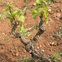 Daryl Gibbs, CSW, TWP, TSP, CBS