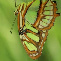 jean-christophe Daubord