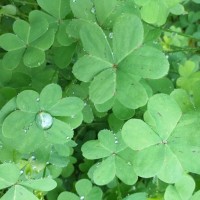 Maribel Pintado Ballesteros