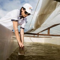 Aquasul Camarão Marinho