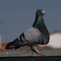 tarik touil