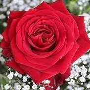 Ahlam Ahmed