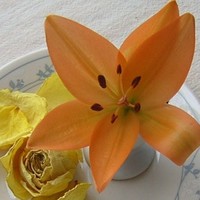 Anke Christiani