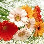 Venkat Reddy