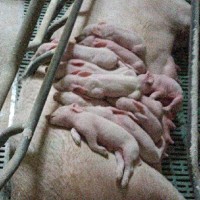 María José López González