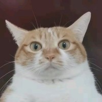 马思敏
