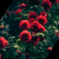 Hareesh A