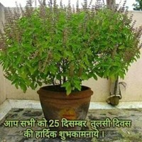 Amit Yadav