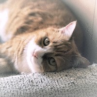 吴嘉伦