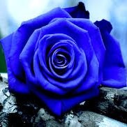 Rose Blue