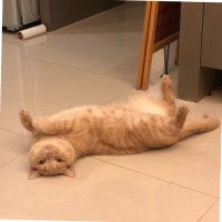 Stella Cai