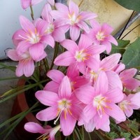 S Baig