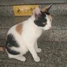 谢凯旋