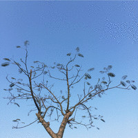 张婷芳