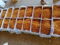 Gauri_Farm Raisins Manuf.And Trader