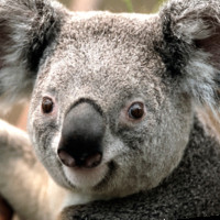 Ramsés Fraga de Lima