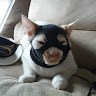 Kucing Pencuri
