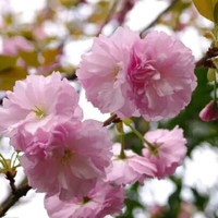 孙鹤宁