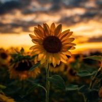 Sumalatha Popuri