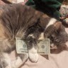 Francis Capone