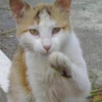 Moustafa Naak