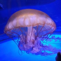 张桂芬