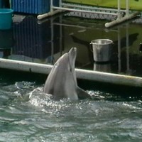 Дмитрий Насыров