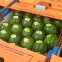 Leonardo Vazquez Zurita