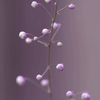Violette Huang