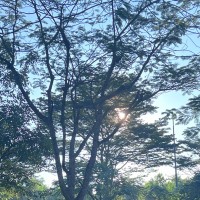 Uyên Lê