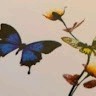 Frances Colley