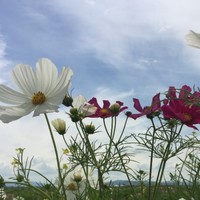 王延丽
