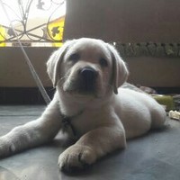 Sai Anoop