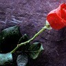 Ashim Raj