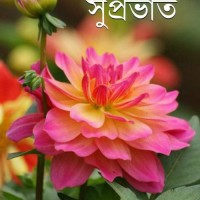 Manik Haldar