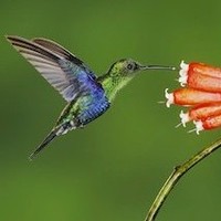 AROMAS IRRESISTIBLES