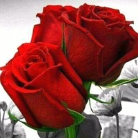 Qasad Syed