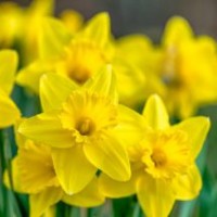 Nirmala balakrishnan