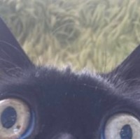 Z Q