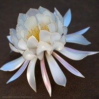 Quỳnh Anh