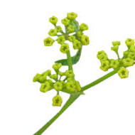 Phytothérapie Africaine