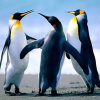 Michael Farnam