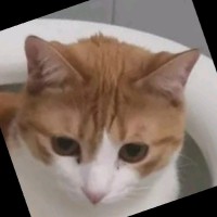 Coco The Cat