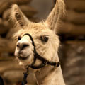 Dolly Llama