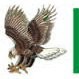 Eagle Relocation Safe to Relocate