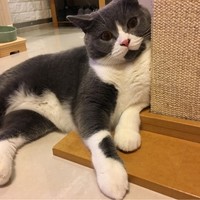 Gobi Chan