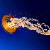 aaa aaa