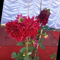 Akramul Sk