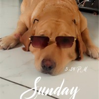 Simon D'Souza