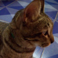 Somsak Chulert